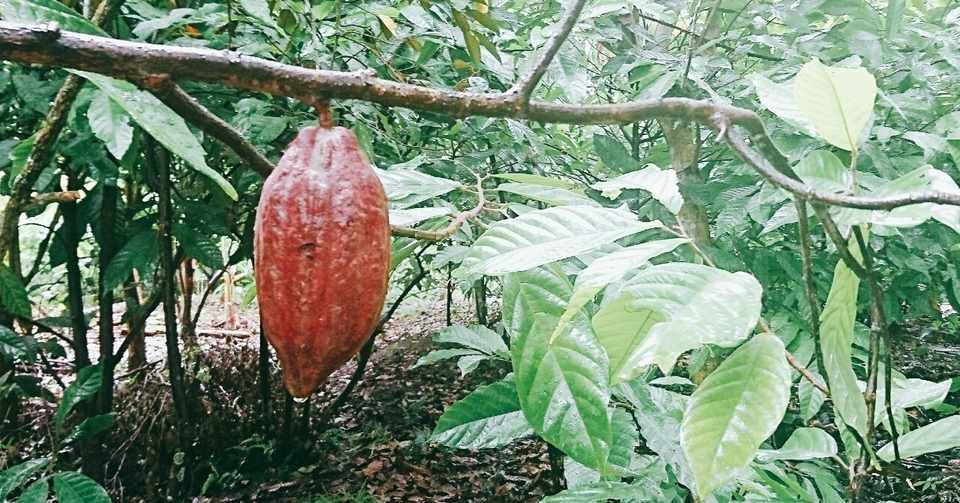 Binon Cacao Farm カカオ生産を知らないベトナム人とカカオファーム 東南アジアで活躍する女性1 Mami Cantho Note