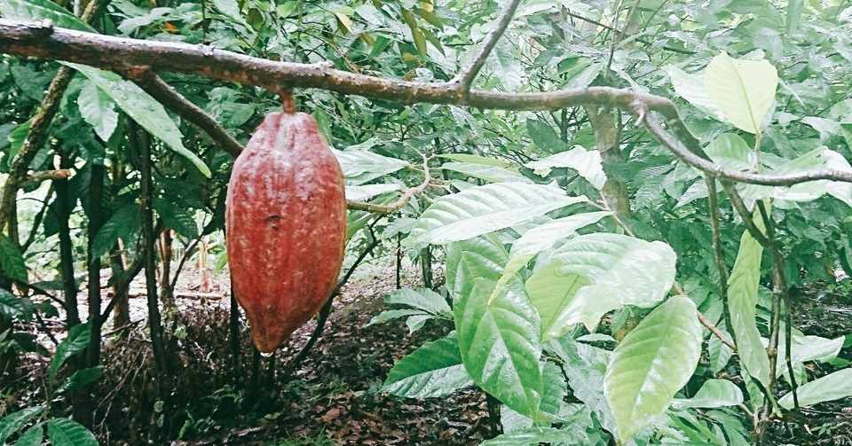Binon Cacao Farm カカオ生産を知らないベトナム人とカカオファーム 東南アジアで活躍する女性１ Mami Cantho Note