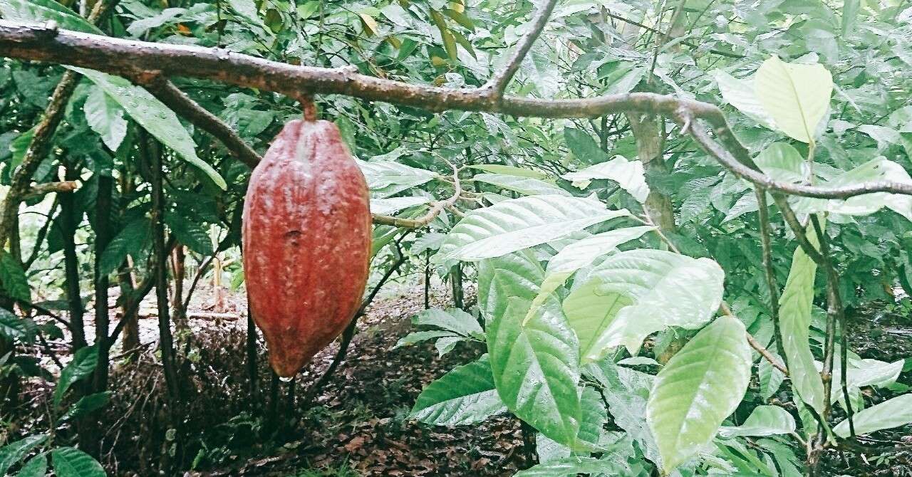 Binon Cacao Farm カカオ生産を知らないベトナム人とカカオファーム 東南アジアで活躍する女性１ Mami Cantho Note