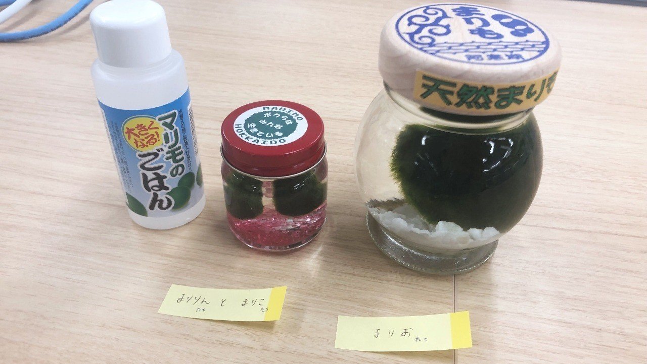 マリモって大きいものは直径30 もあるんだよ 和樂web 藝大アートプラザ Note