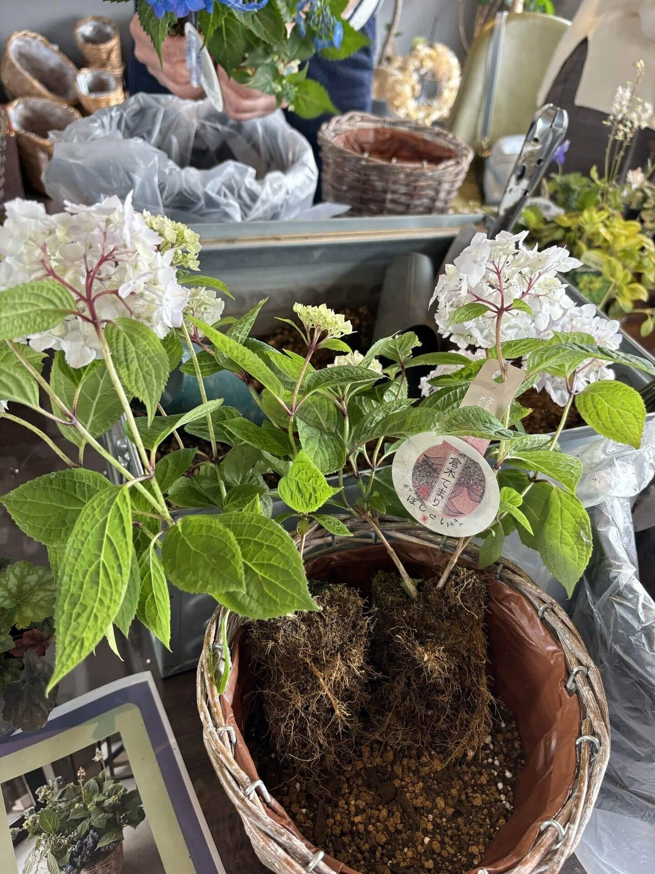 初めての寄せ植え体験〜山紫陽花〜｜朝サン☀️