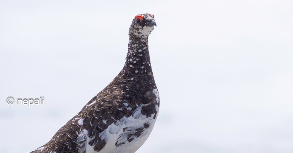 ライチョウ mqdefault.jpg