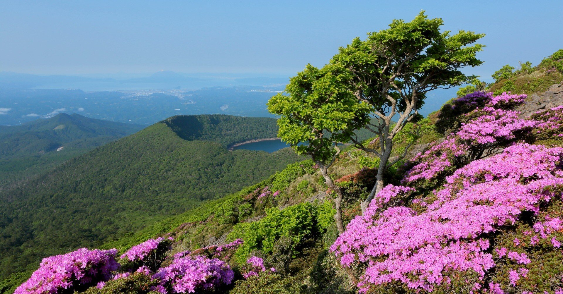 韓国岳のミヤマキリシマ 2022年②（2022年6月7日記）｜風景写真