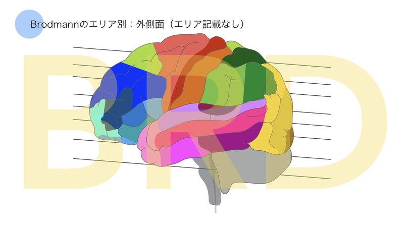 脳画像データver.2（keynote版）.002
