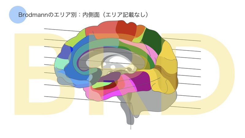 脳画像データver.2（keynote版）.003