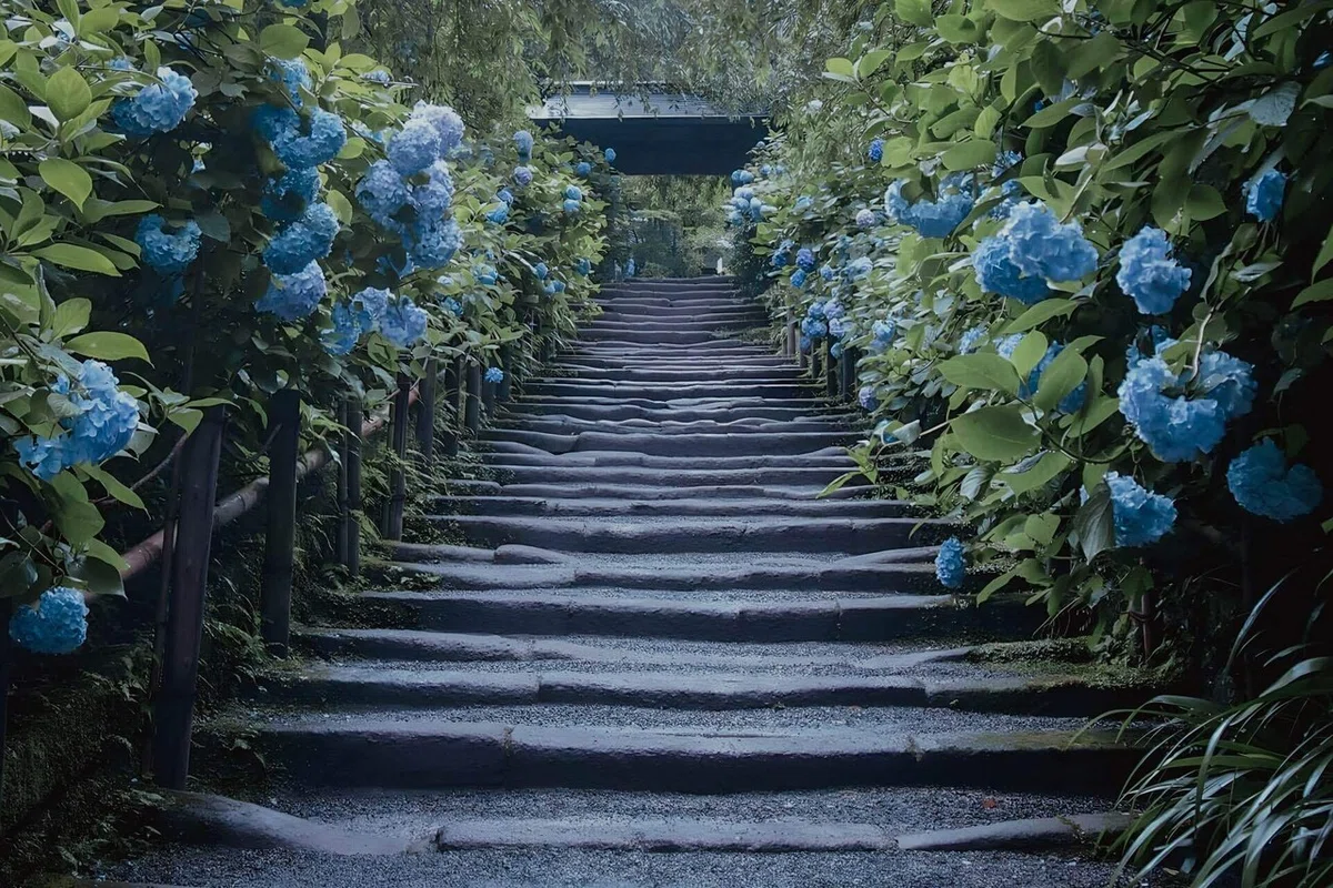 No.004 : 紫陽花とうさぎとの意外な繋がり｜Satomi Nakamura