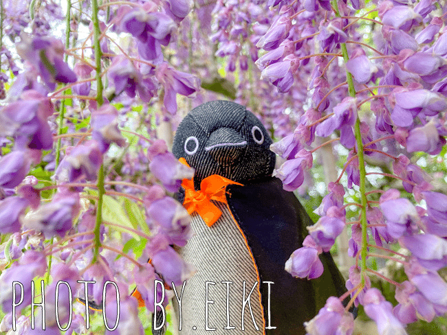 あしかがフラワーパークの色んな藤｜英希