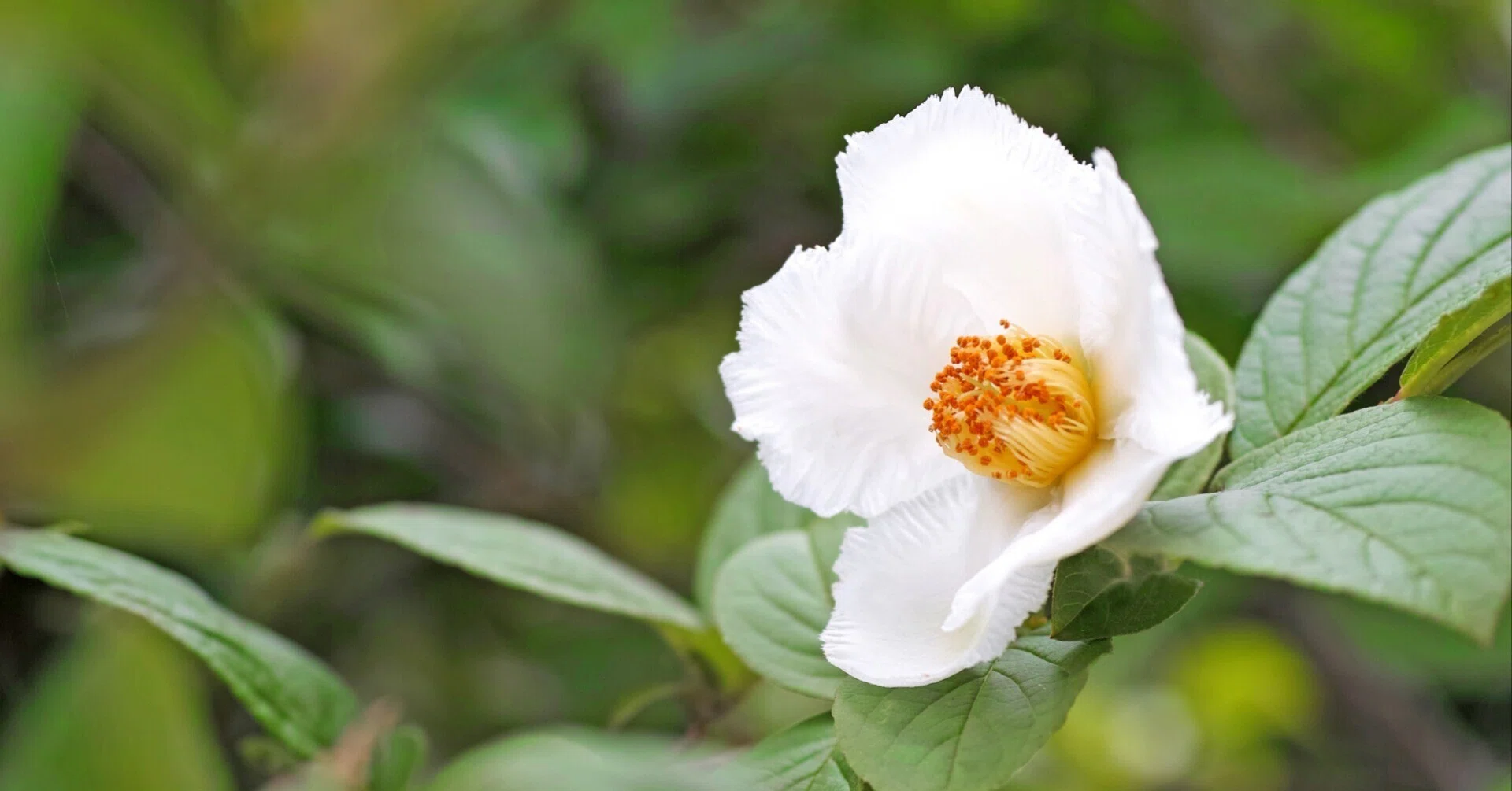 しゃらシャラ子様 Japanese Stewartia (Shara Tree)｜鈴木咲子/ Sakiko Suzuki