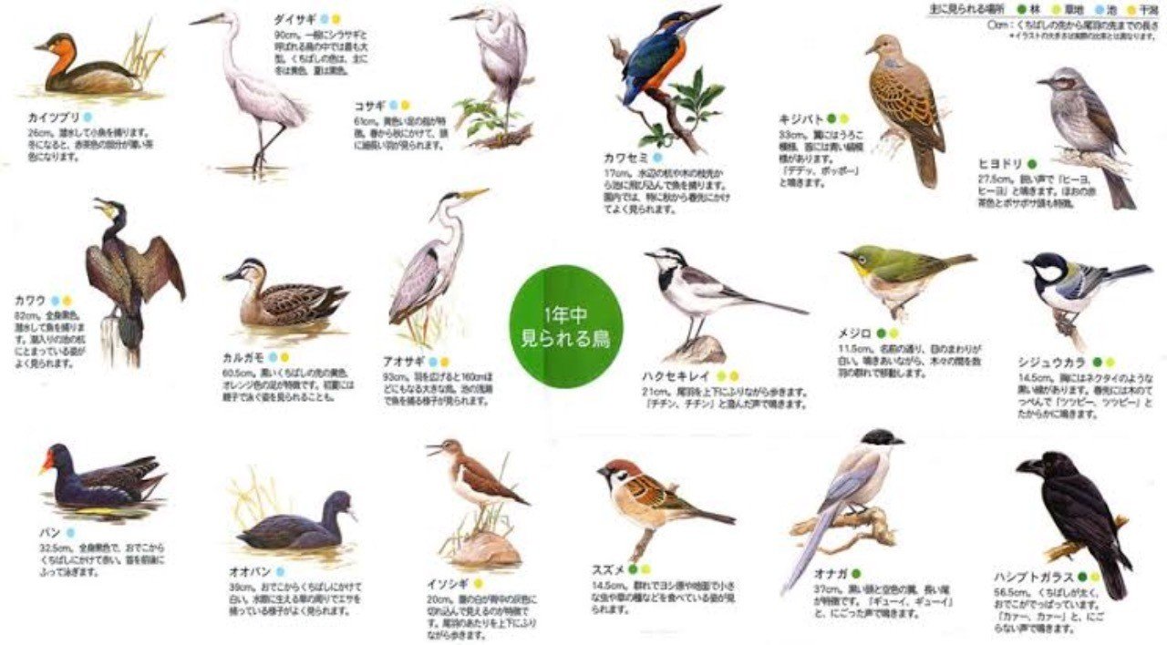 第533回 難解な野鳥の名前の読み方 1 翆野 大地 Note 第533回 難解な野鳥の名前の読み方 1 翆野 大地 Note