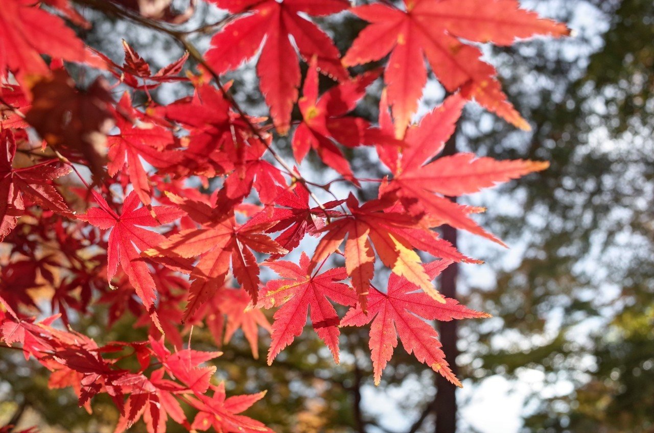 今朝はちょっと涼しい ようやく秋の気配 秋は涼しいから外にいても辛くないし 紅葉や曼珠沙華など 写真も楽しい季節 そろそろ夏の服も飽きてきたし 早く秋になって欲しい 暦の上ではもう秋ですが 独り からふる Note