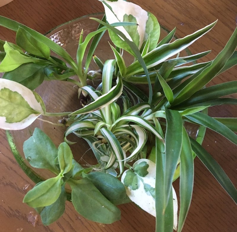 植物を愛でると自分も愛でられる ミニー Note 植物を愛でると自分も愛でられる ミニー Note