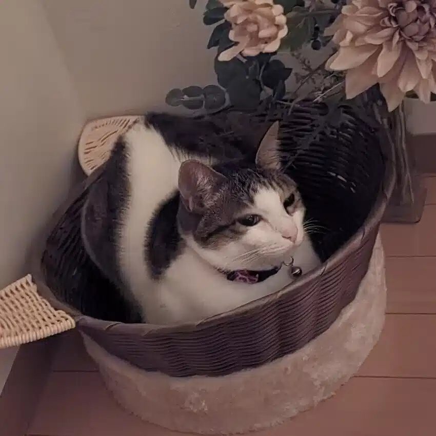 Cocoro