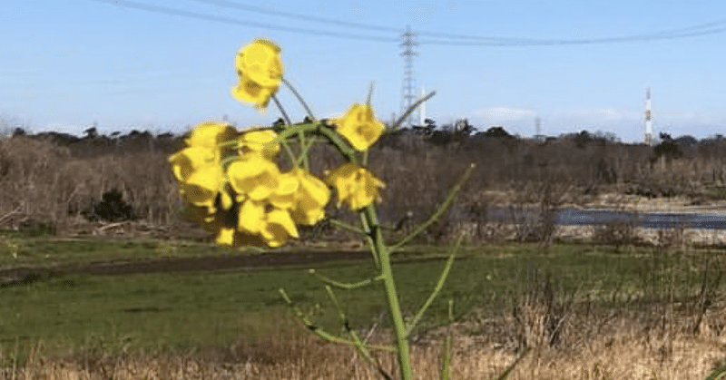 【詩】菜の花を一輪ください