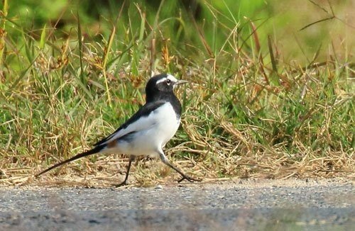 第533回 難解な野鳥の名前の読み方 1 翆野 大地 Note 第533回 難解な野鳥の名前の読み方 1 翆野 大地 Note