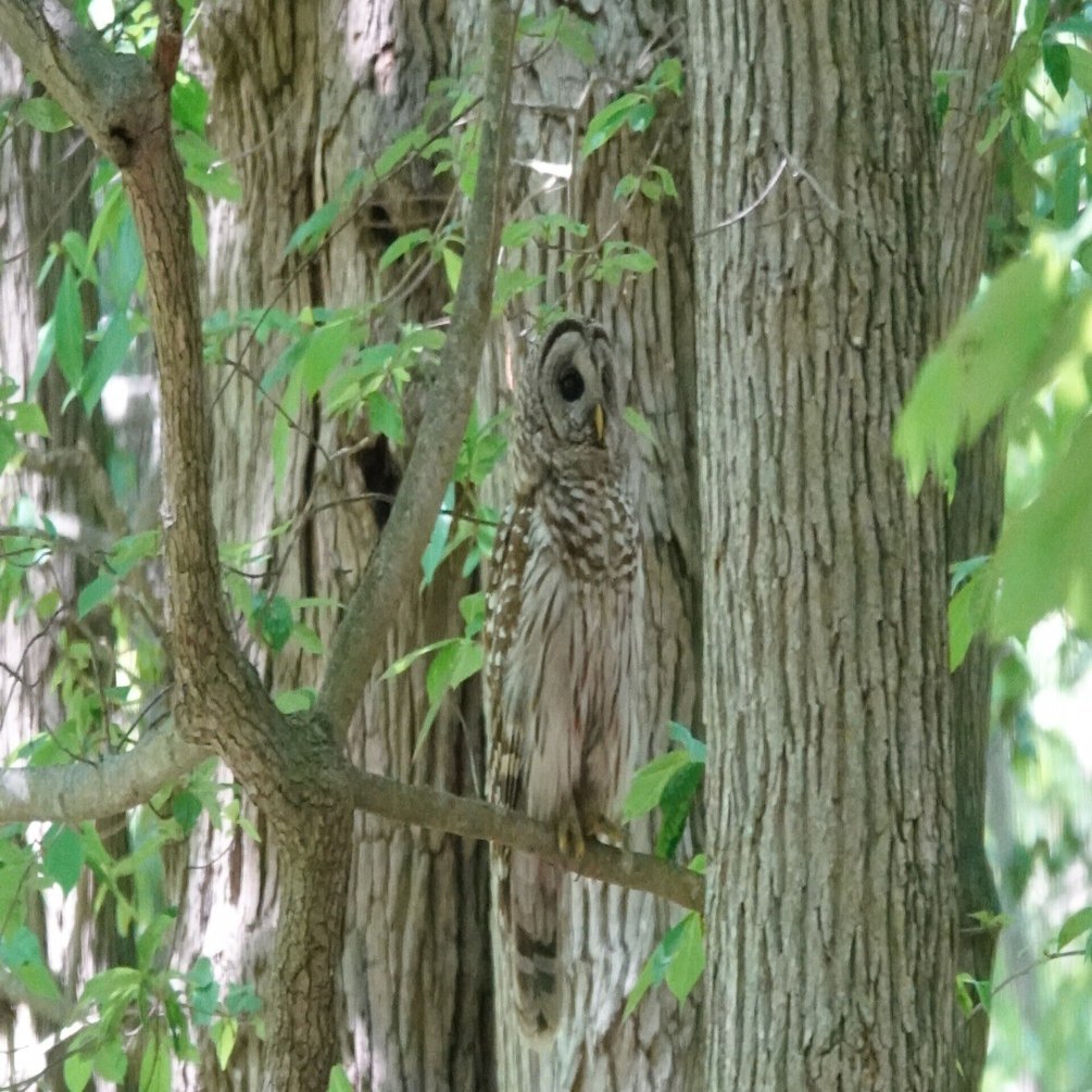 NY×鳥】森でフクロウと出会う。世界観が変わる。｜とみー＠NY