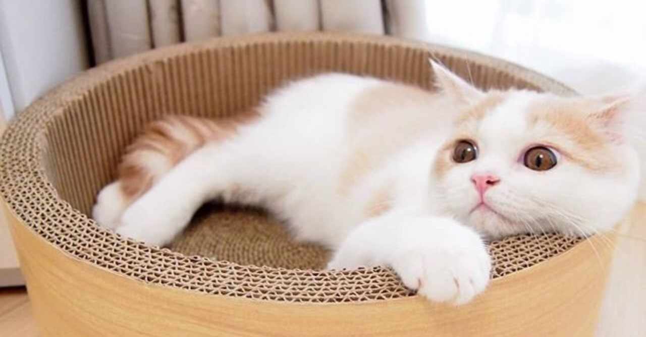 ねこ下痢対策 の新着タグ記事一覧 Note つくる つながる とどける