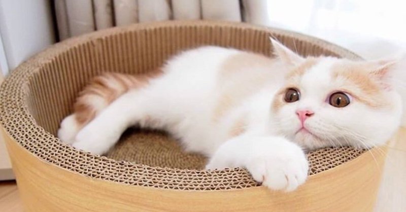 ねこ下痢対策 の新着タグ記事一覧 Note つくる つながる とどける