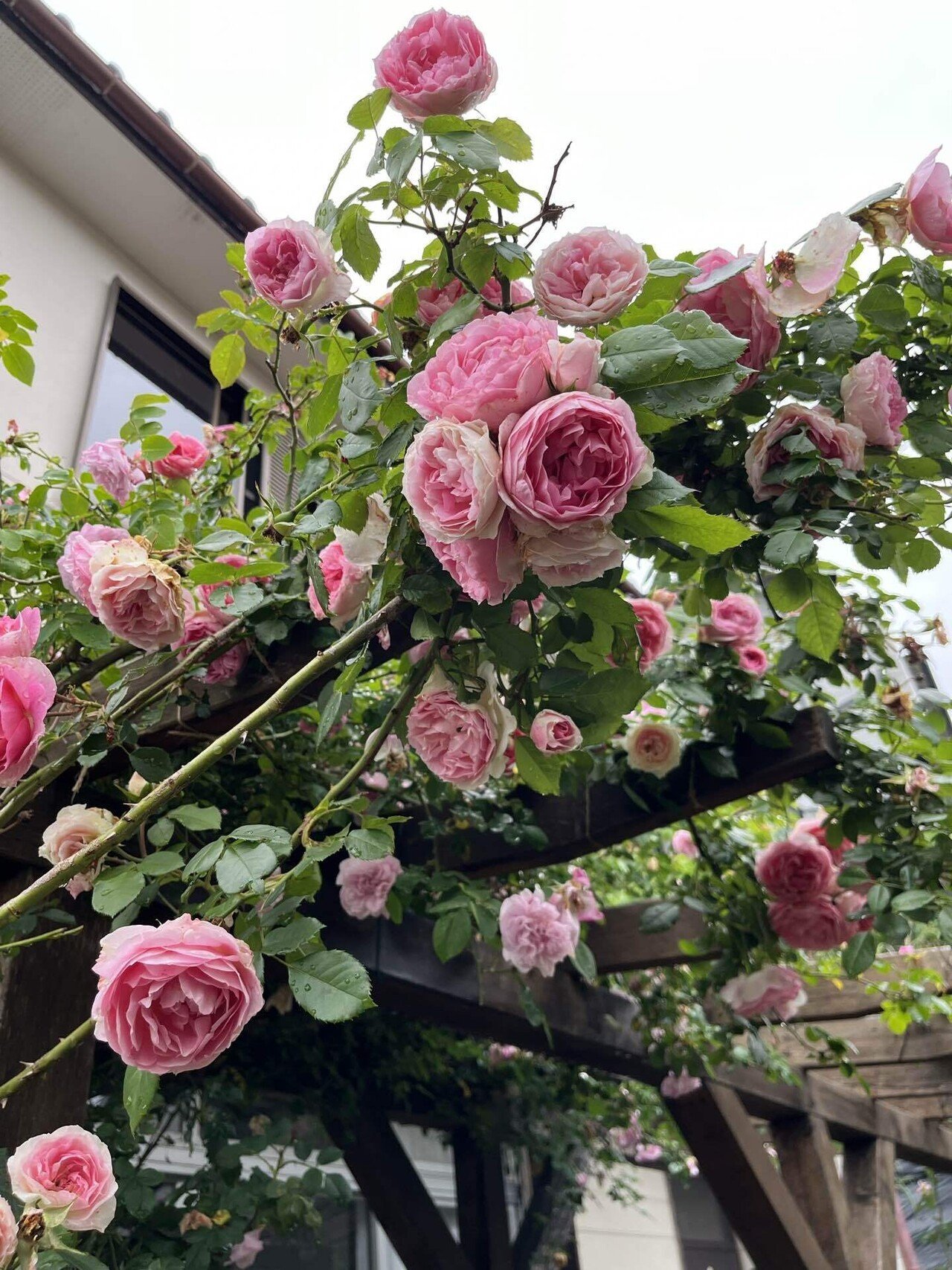 薔薇、アミロマンティカ｜おかこ