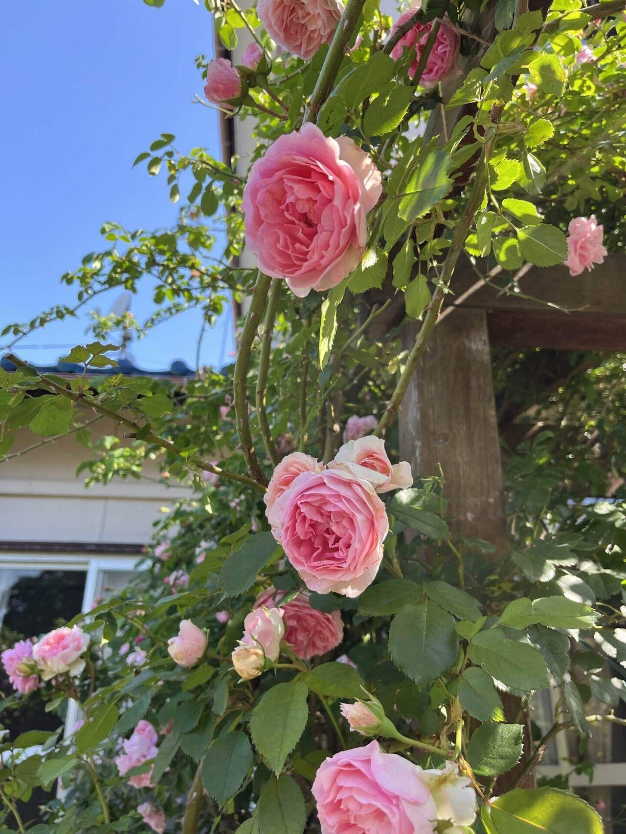 薔薇、アミロマンティカ｜おかこ