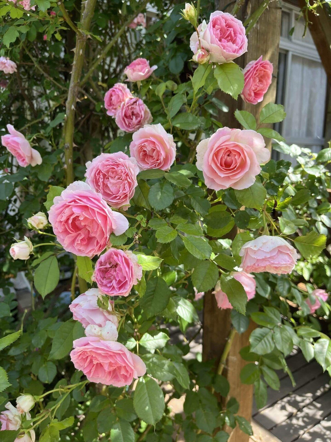 薔薇、アミロマンティカ｜おかこ