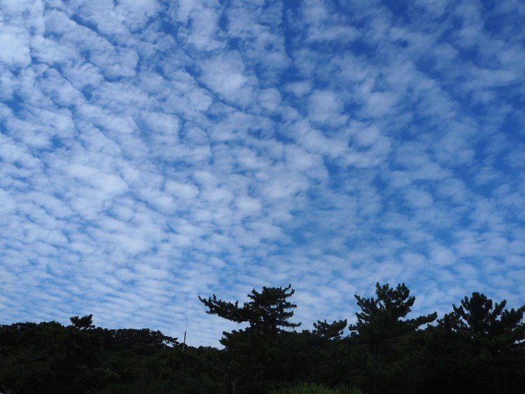 今日から三渓園(横浜・本牧)では、「観月会」が始まっています。写真は2017年、「観月会」の準備をしている昼の三渓園を散歩したときのもの。うろこ雲ー♪