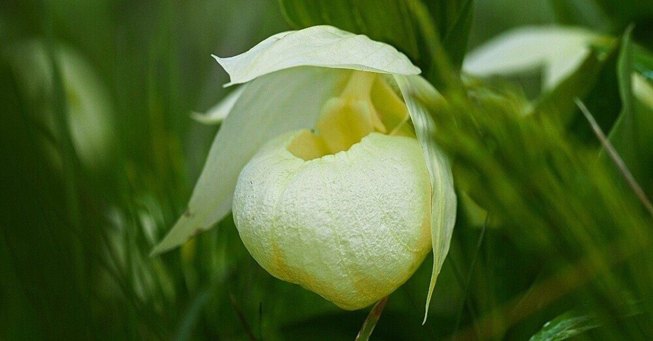 2024年5月29日 礼文島の花、レブンアツモリソウ｜栗コロッケ