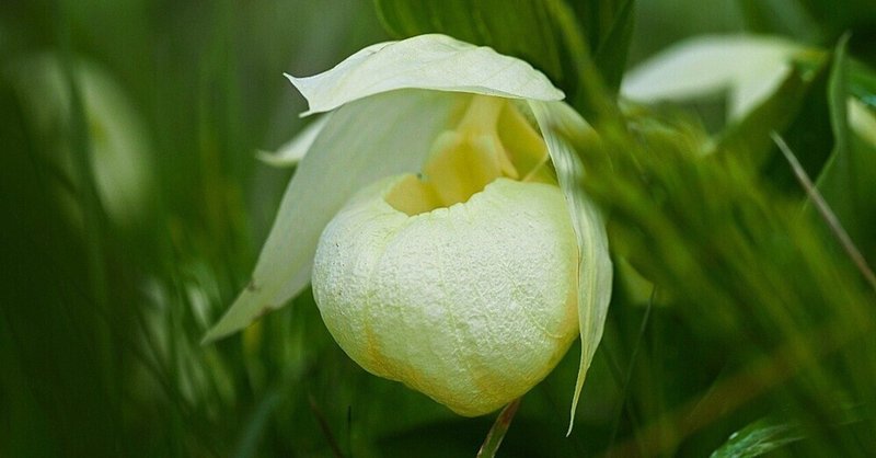 野生の花を探し求めて野山へ - 礼文島｜栗コロッケ｜note