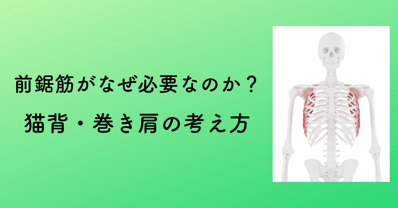 猫背・巻き肩の不良姿勢の改善になぜ「前鋸筋」の運動療法が必ず