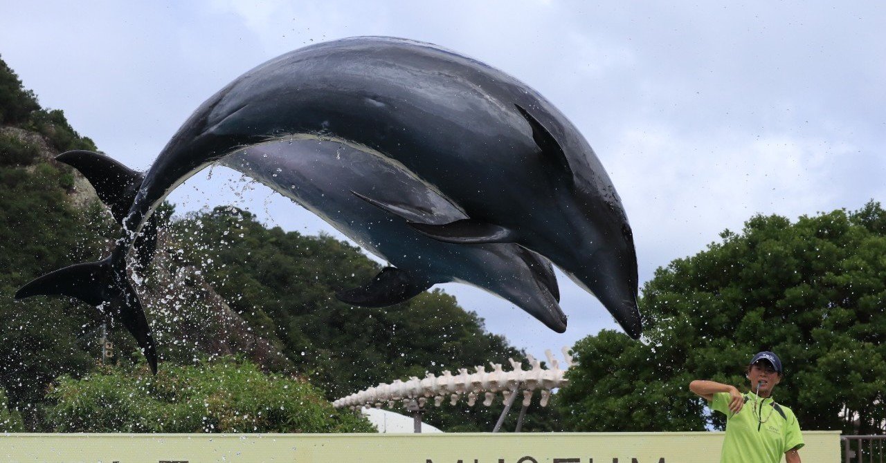 おかたいイルカやクジラの話を聞いてよ 眼鏡屋 Note
