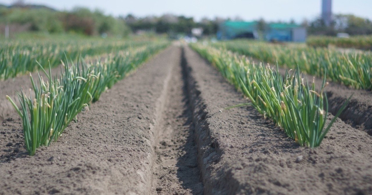 わたしはネギになりたい。｜おくまほ（Maho Okumura）