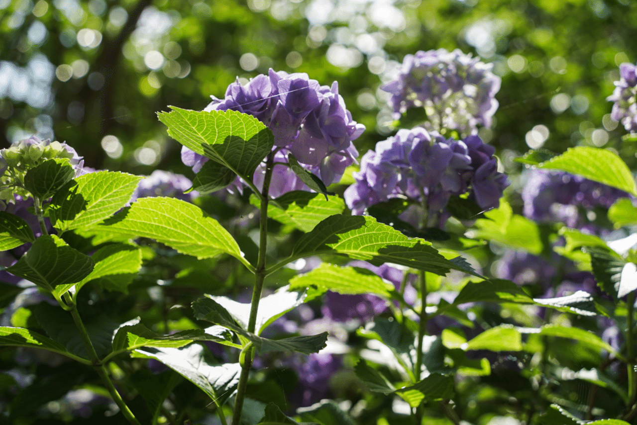 下田千代子　油彩画「あじさい」 下田千代子 油彩画「あじさい」 下田千代子 油彩画「あじさい」 下田