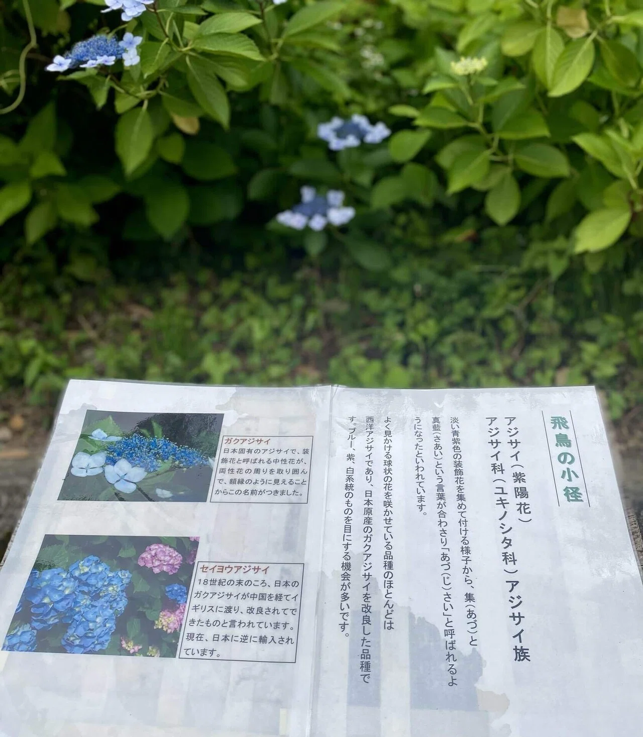 今年の紫陽花は一味違う✨渋沢栄一×新札で盛り上がる飛鳥山公園と王子