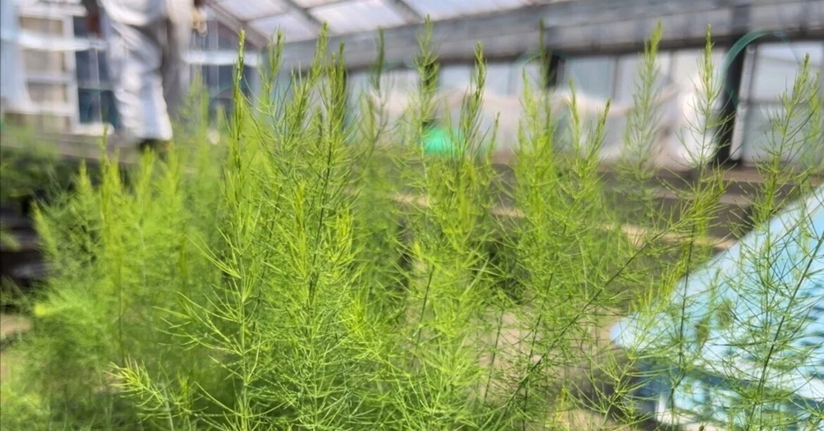 たかちゃん様 アスパラ普通苗×5 あなたもプロの農家アスパラ育て方
