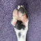ダンデライオン@保護犬広め隊|保護MIX2匹+保護ハスキー+3代目ボーダーとの暮らし|金曜日朝投稿