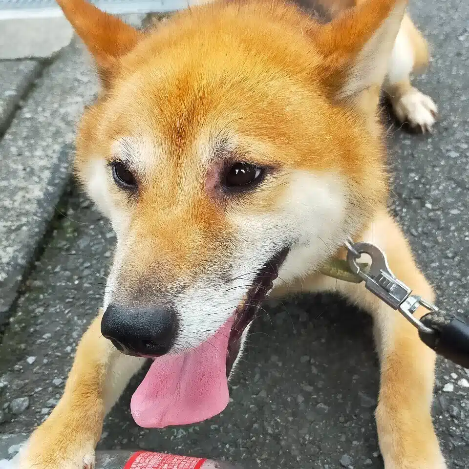 タケダマー