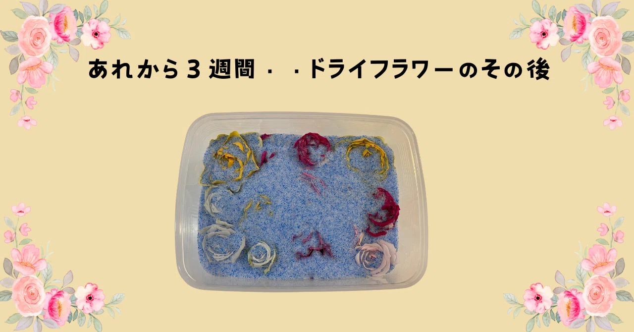 あれから3週間、ドライフラワーのその後🌹｜いでのりこ
