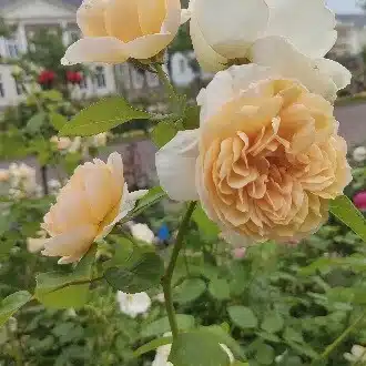 ムーミン