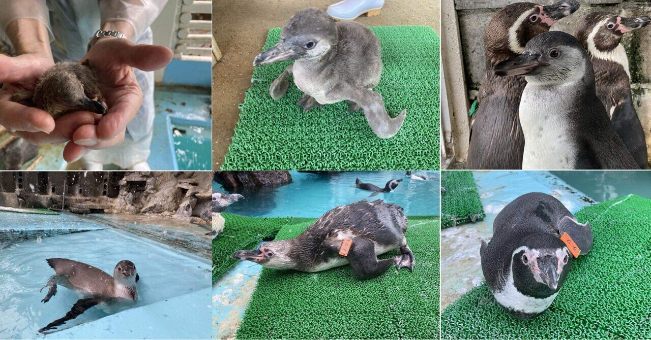 フンボルトペンギンの成長過程｜桂浜水族館 公式