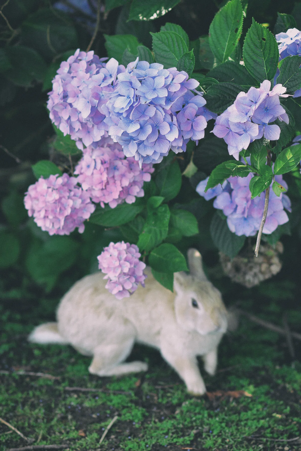 No.004 : 紫陽花とうさぎとの意外な繋がり｜Satomi Nakamura
