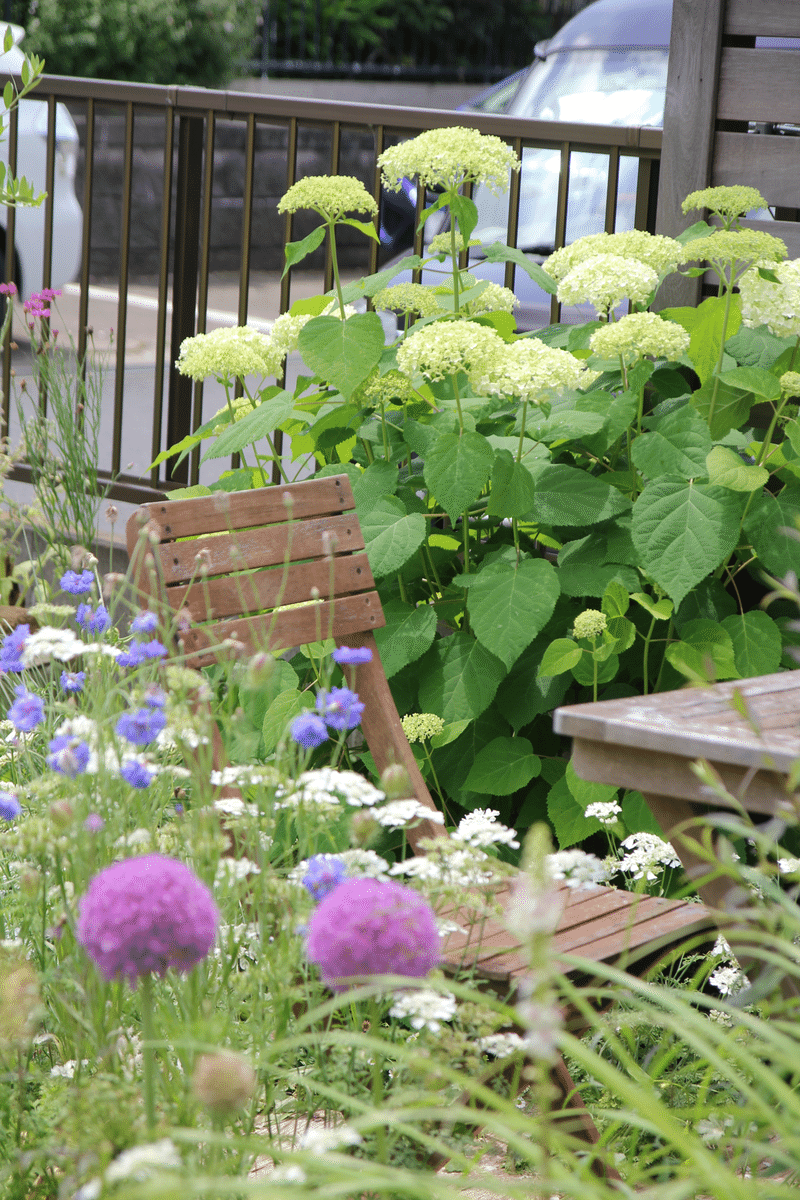 アナベル🌿爽やかな景色 ｜すず