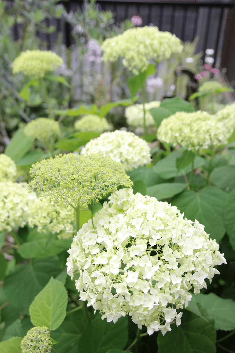 アナベル🌿爽やかな景色 ｜すず