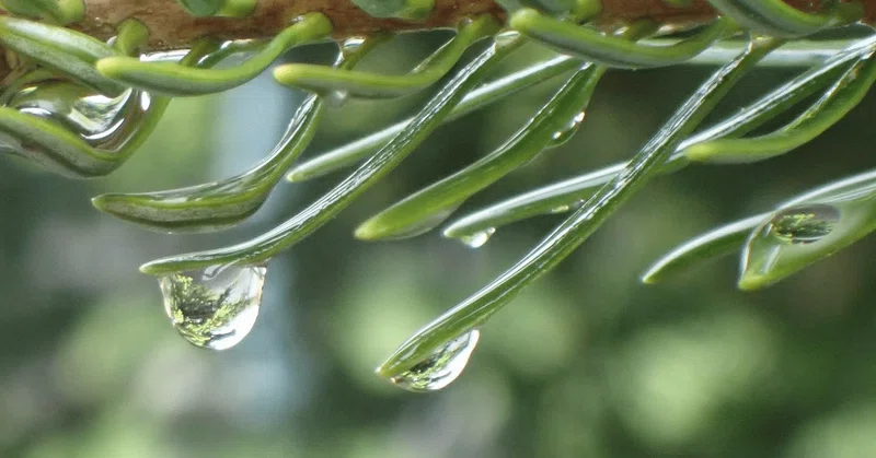 梅雨の季節におもいだす絵本 ピーター・スピアーの「雨、あめ」|もちもち