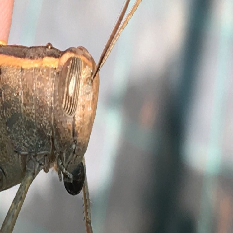 バッタとメラミーヤ【JOCV Day59】｜Rami (رامي)