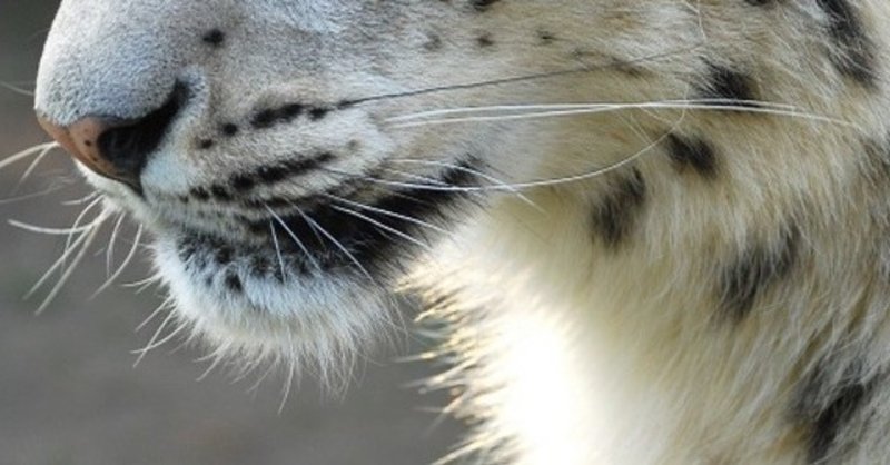 伝書鳩と白いヒョウ 伝書鳩 Note