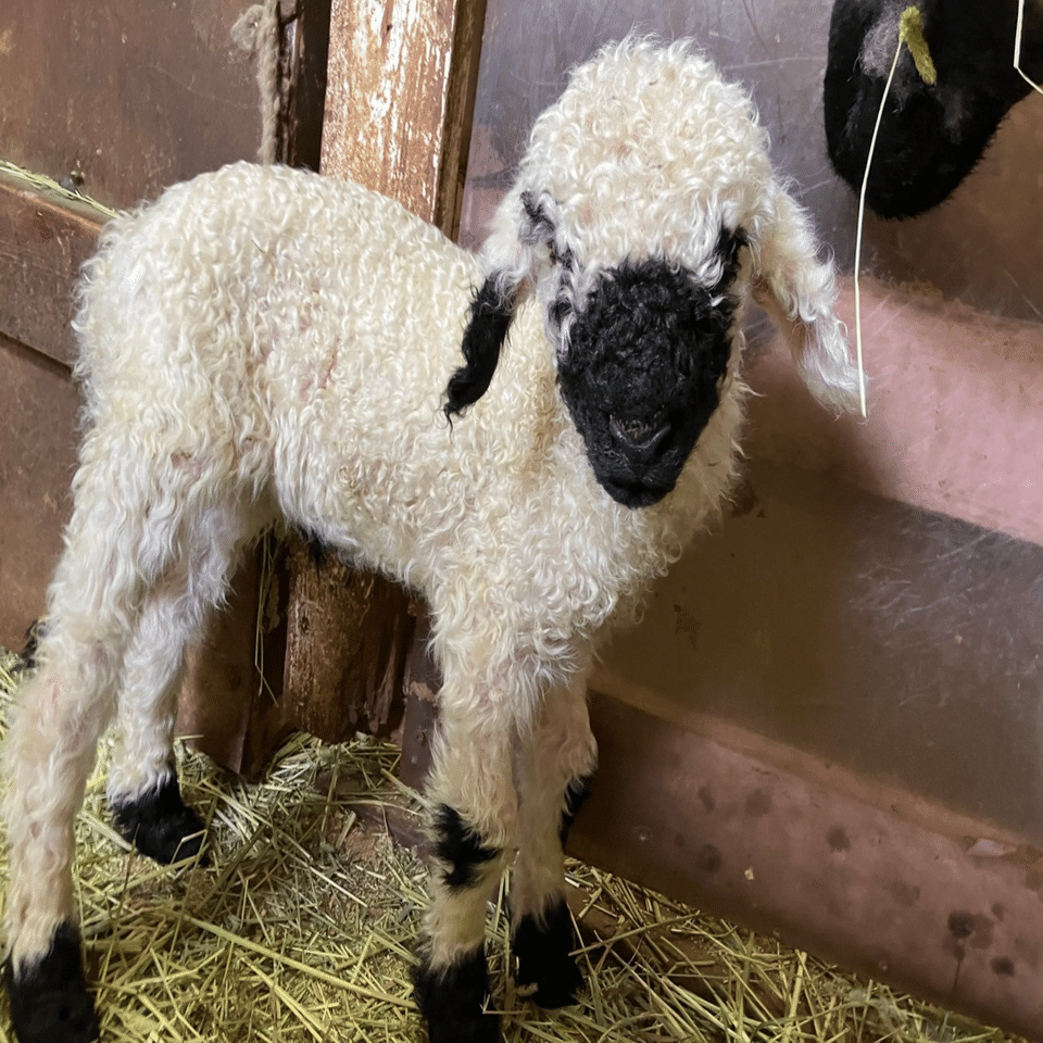世界一カワイイ羊！ブラックノーズシープの赤ちゃん🐑｜那須どうぶつ王国公式ｎｏｔｅ