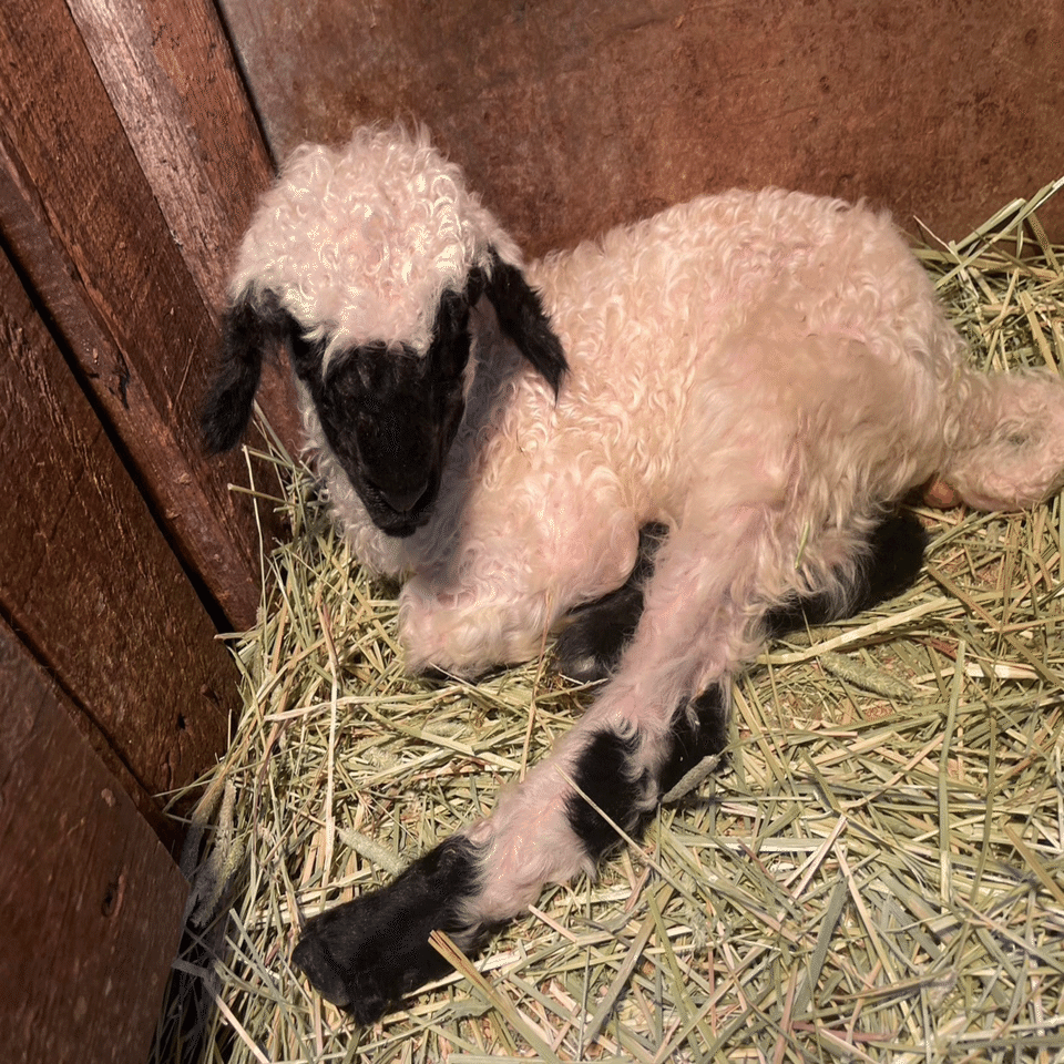 世界一カワイイ羊！ブラックノーズシープの赤ちゃん🐑｜那須どうぶつ王国公式ｎｏｔｅ