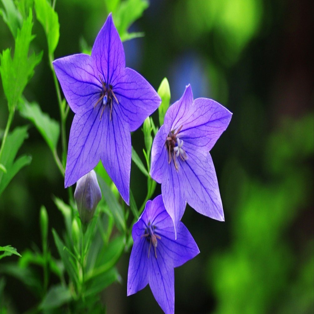 桔梗色の空｜鈴木咲子/ Sakiko Suzuki