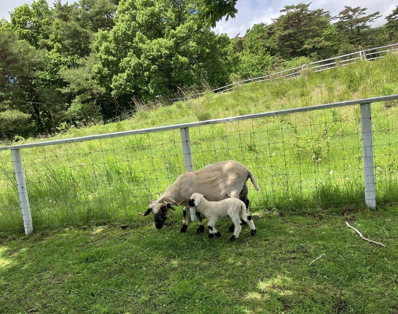 世界一カワイイ羊！ブラックノーズシープの赤ちゃん🐑｜那須どうぶつ