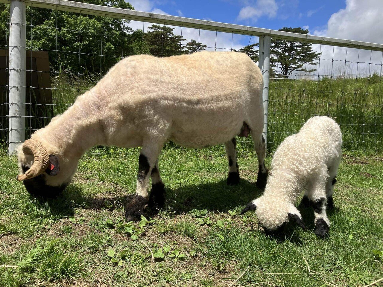 世界一カワイイ羊！ブラックノーズシープの赤ちゃん🐑｜那須どうぶつ