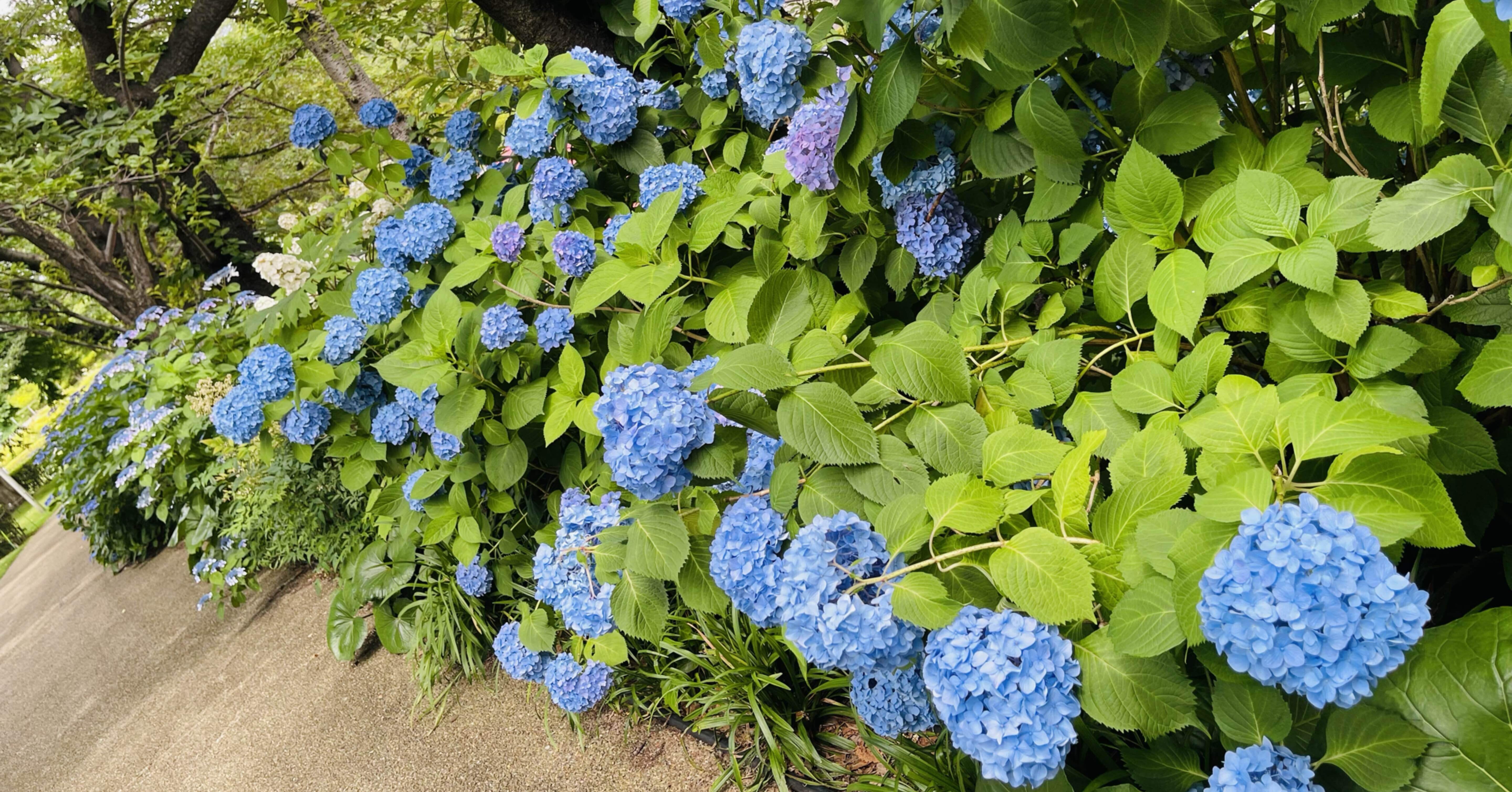思いがけず紫陽花まつり 東京ミッドタウン六本木｜水ノ香（みのか）